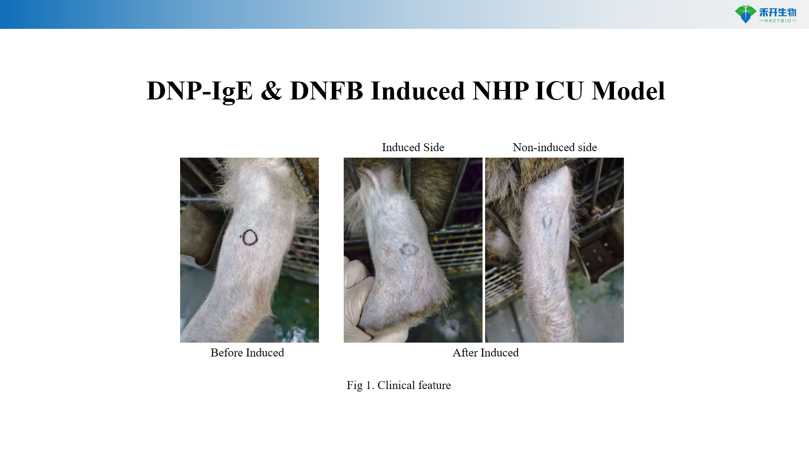 HDM Induced NHP Urticaria Model 3