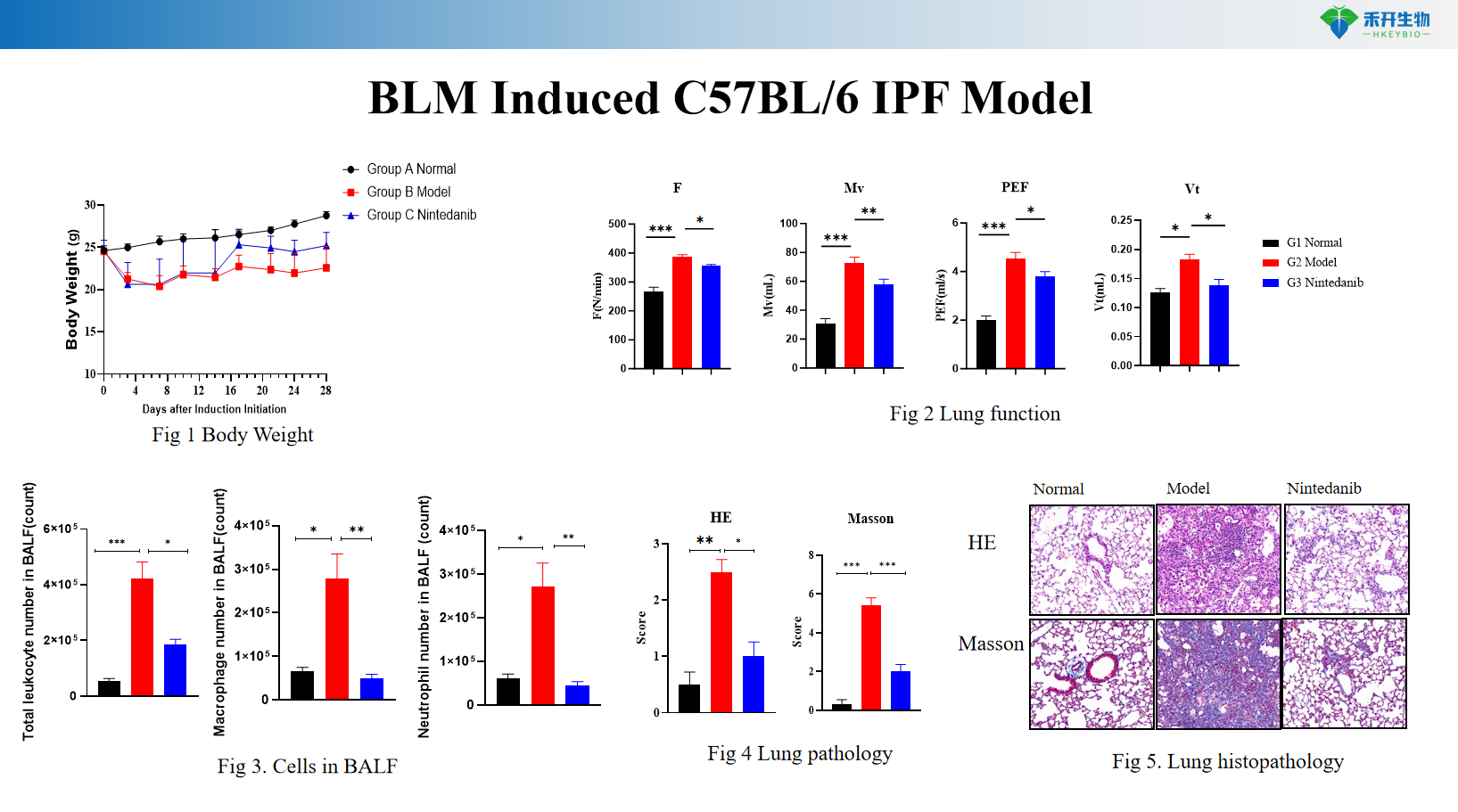 BLM Induced C57BL/6 IPF Model 1