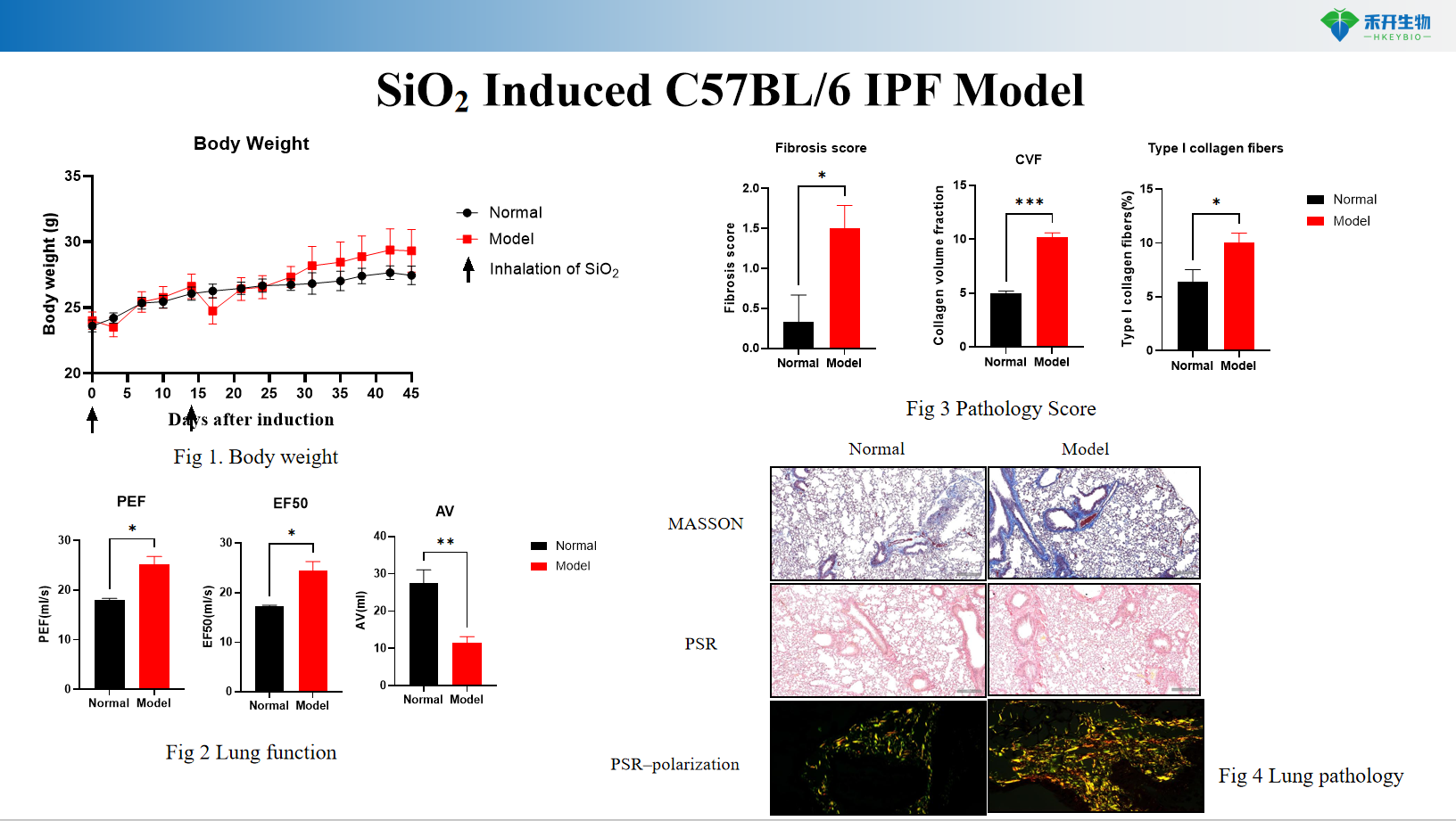 SiO2 Induced C57BL/6 IPF Model 3
