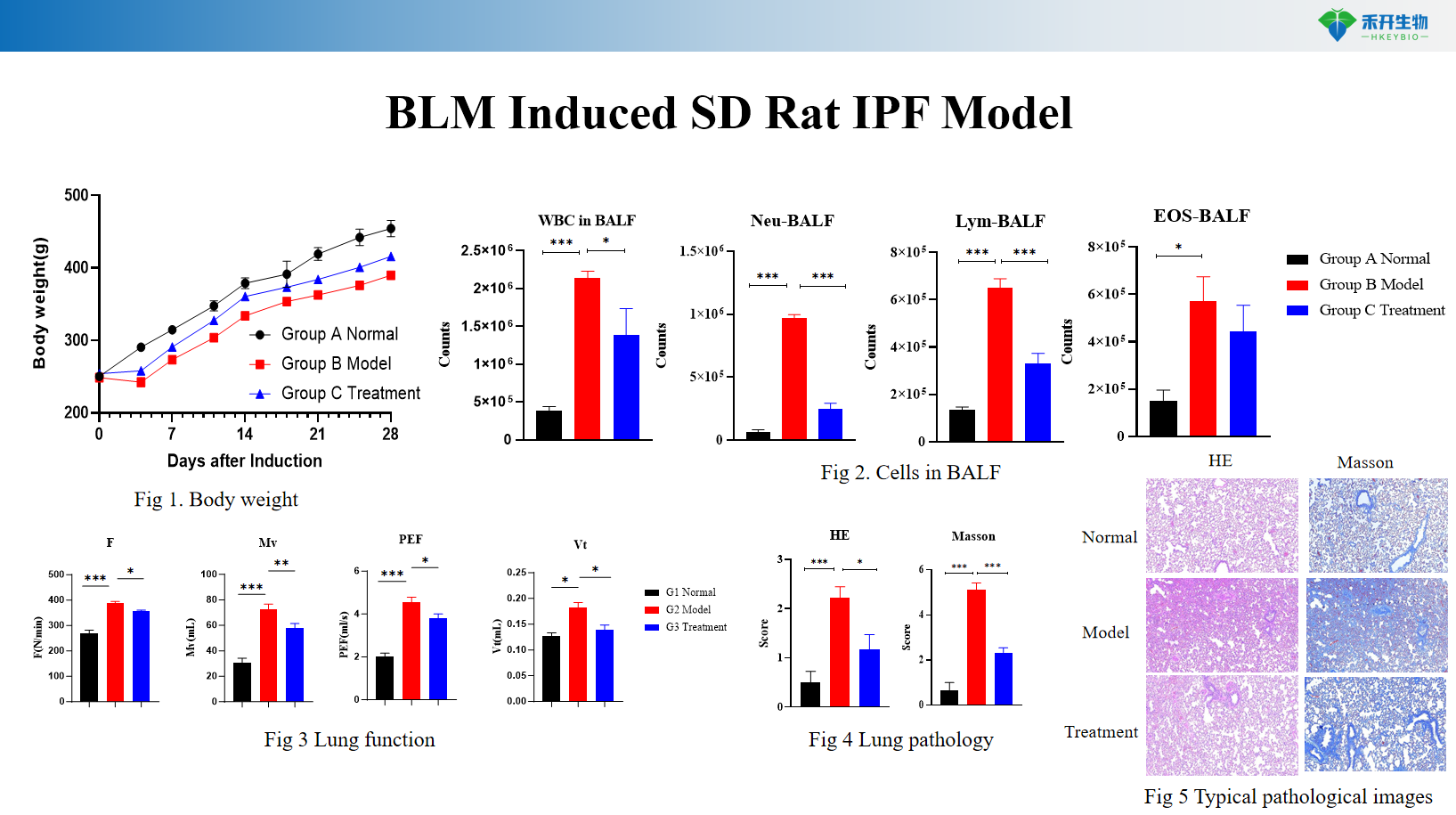 BLM Induced SD Rat IPF Model 2