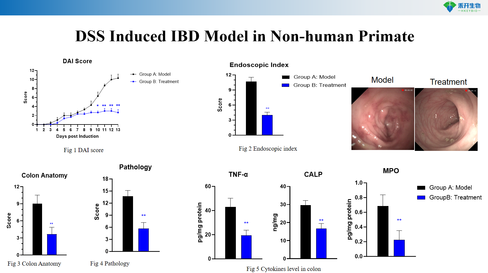 DSS Induced IBD Model in Non-human Primate 2
