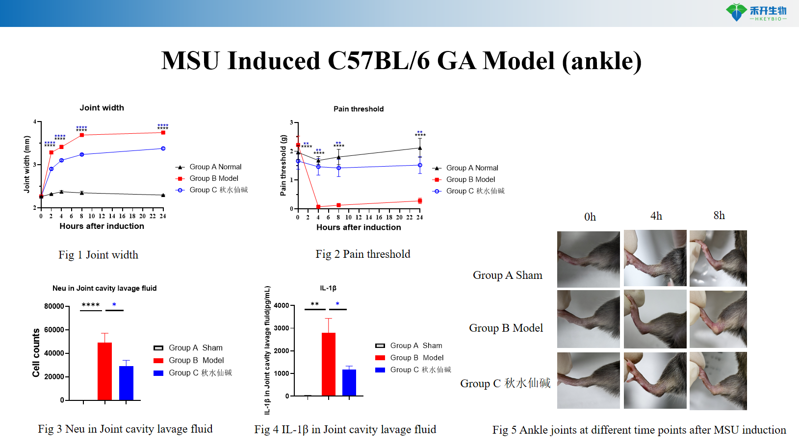 MSU Induced C57BL/6 GA Model (ankle) 2