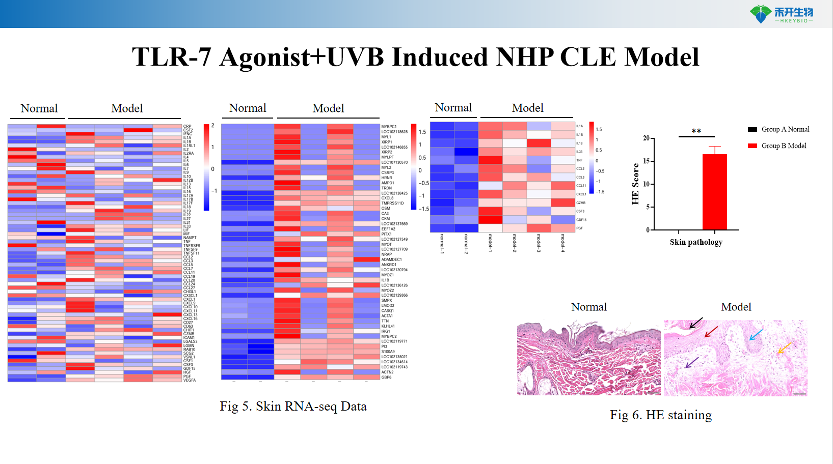 TLR-7 Agonist+UVB Induced NHP CLE Model02 2